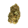 Gorilla Gorilla